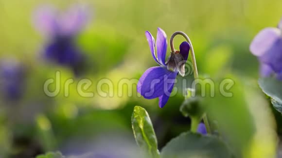 紫薇在春天盛开视频的预览图