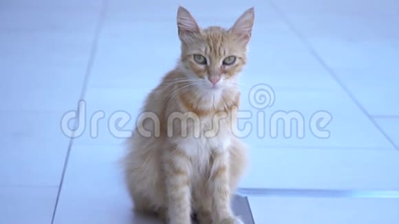 户外陶瓷地板上坐着一只可爱的姜猫视频的预览图