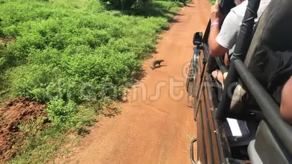 斯里兰卡亚拉野生动物沿着道路行走视频的预览图