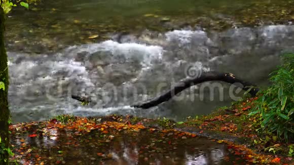 一条条河流过满是秋天落叶的地板视频的预览图