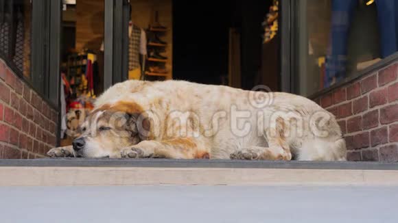 圣诞节购物背景漂亮的狗睡在玻璃入口门附近繁忙的城市和动物在一边城市生活视频的预览图