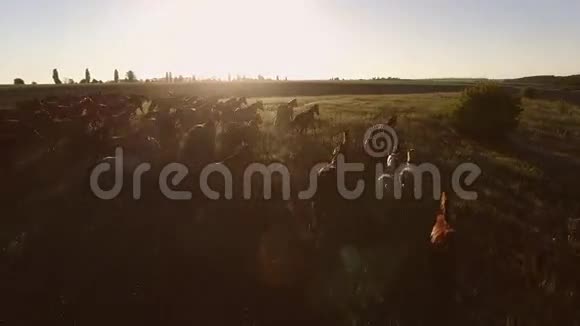 成群的马在奔跑视频的预览图