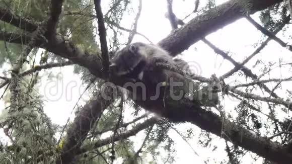 小毛浣熊栖息在松树上向下看视频的预览图