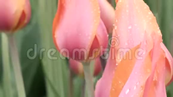 淡粉色的郁金香在雨中几乎盛开视频的预览图