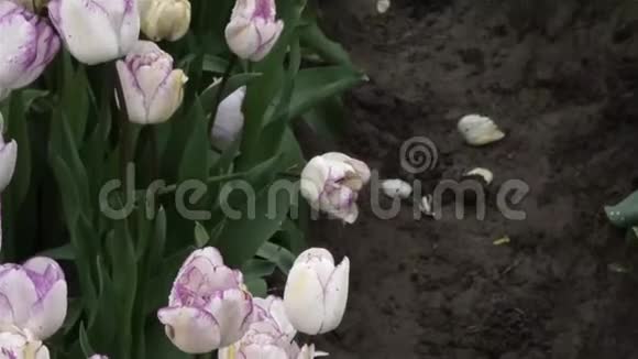 多雨的农场里生长着明亮的白色郁金香视频的预览图