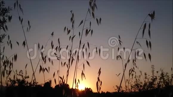 日落时前景中的风动过的草视频的预览图