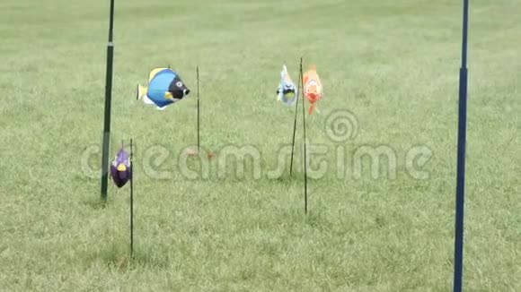 在一个刮风的日子里鱼风筝被钉在草地上视频的预览图
