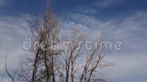 用全景相机拍摄白杨树和鸟的顶端视频的预览图