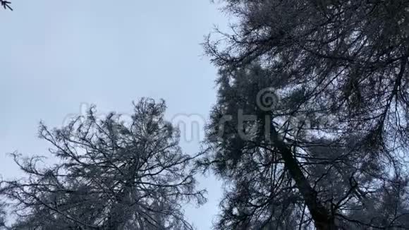 冬季山脉中有雪哈兹森林景观树顶向下倾斜视频的预览图