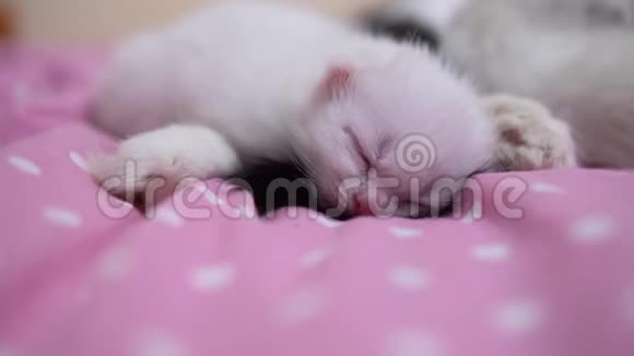 小可爱的小猫睡在粉红色的毯子上视频的预览图