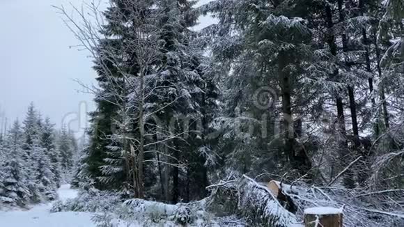 冬季山区有雪阿尔兹森林景观区奥德泰希视频的预览图