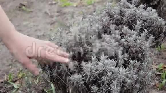 女性的手触摸花园里卷曲的苔藓视频的预览图