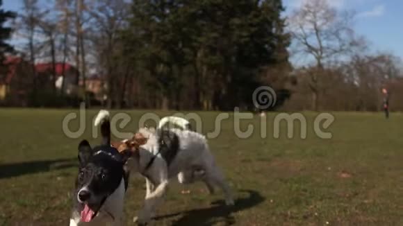 两只家狗正在公园里草地上互相玩耍宠物在春天公园跑步狗遛狗视频的预览图