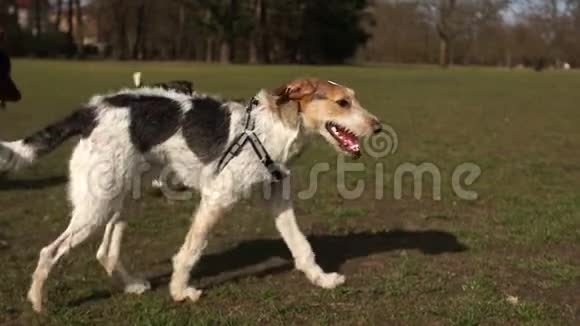 狗在公园里和主人散步宠物散步宠物狗在公园里认识爱狗的人交流视频的预览图