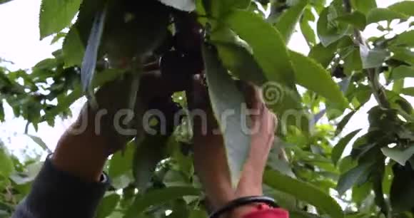 农夫采摘新鲜的生樱桃视频的预览图