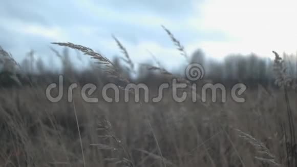 冬野景自然光视频的预览图