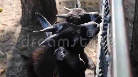 两只山羊的特写从人手中吃卷心菜山羊们互相打角作为食物动物园里的山羊视频的预览图
