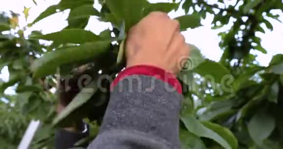 果园里的专业樱桃采摘者视频的预览图