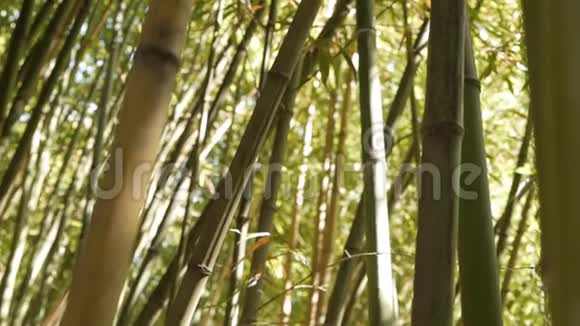 生长在竹树林中的竹茎视频的预览图