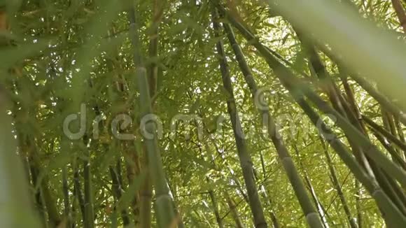 生长在竹树林中的竹茎视频的预览图