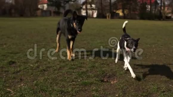 好斗的雌性狗把一只雄性狗从自己身边赶走咆哮着咬牙切齿狗在公园散步视频的预览图
