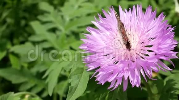 争夺地盘概念蝴蝶从花里赶走虫子花上的蝴蝶棕色的花在自然栖息地视频的预览图