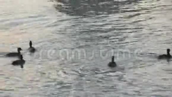 海鸭潜水觅食视频的预览图