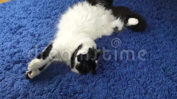 在家睡黑白猫视频的预览图
