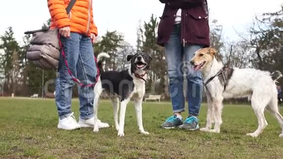 两个年轻女孩在公园里和他们的狗散步宠物春天和狗一起散步视频的预览图