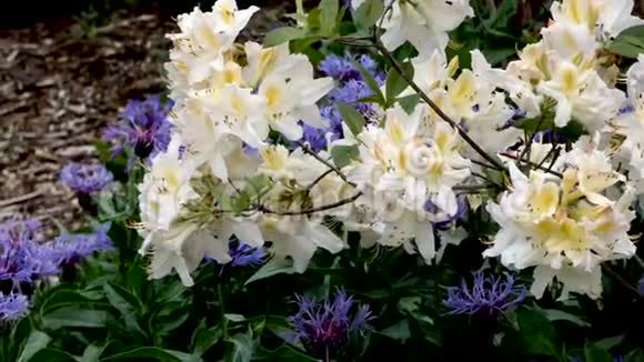白色的杜鹃花在紫色的花朵上视频的预览图