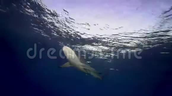 黑鳍鲨靠近水面近景视频的预览图