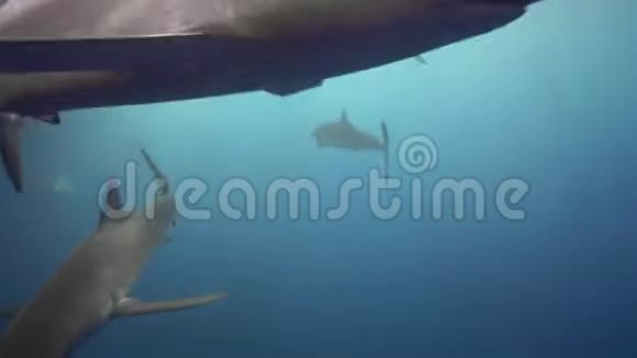 柔软的鲨鱼靠近潜水艇特写镜头视频的预览图