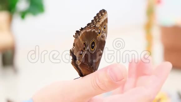 棕色的大蝴蝶坐在一只雄性的手上特写镜头视频的预览图