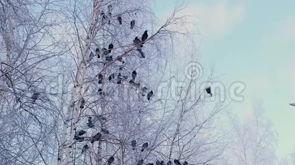 灰鸽子站在一根带着白雪的树枝上一群鸟特写冬天的动物霜冻的树木视频的预览图