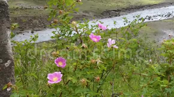 水沿着野草和野玫瑰的泥流视频的预览图