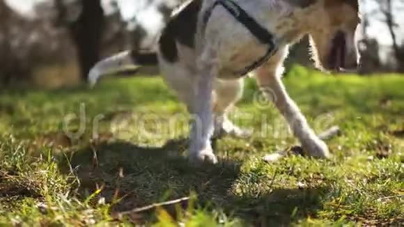 迷人的红狗咬一根棍子年轻的雄性狗在公园散步宠物护理视频的预览图