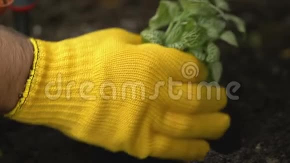 男手手套用园铲温室在土壤中种植绿色幼苗视频的预览图
