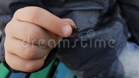 黑蜘蛛在孩子的手上视频的预览图