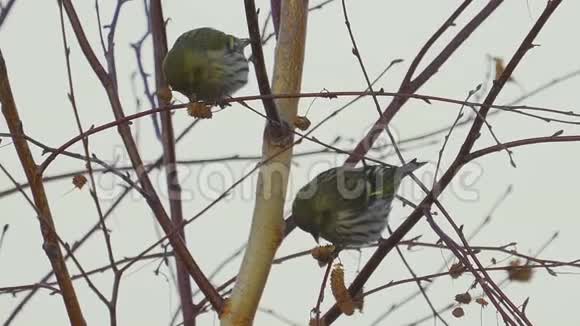 鸟欧亚尖刺尖刺坐在树枝上吃桦树的种子视频的预览图