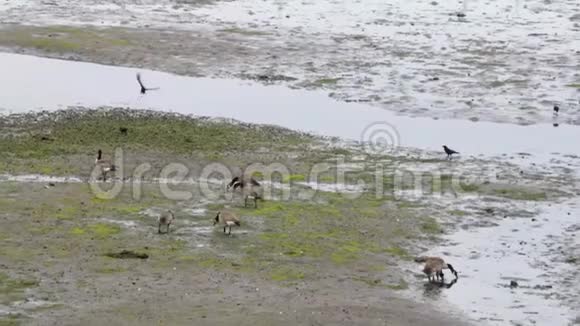 一群加拿大鹅沿着泥滩进食视频的预览图