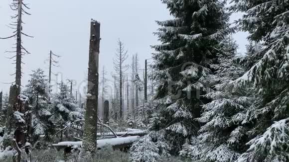 冬季山区有枯树和积雪是阿尔兹森林景观区奥尔德蒂希视频的预览图