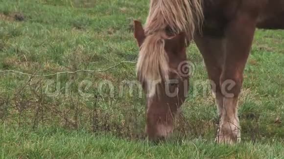一匹棕马穿过一个村庄的田野一匹马用野花在绿色的田野上放牧绿色的草地动物视频的预览图