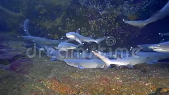 白鳍鲨相互靠近近景视频的预览图