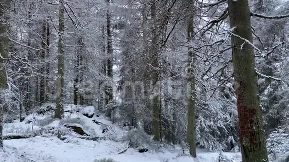 冬季山脉中有雪和山是阿尔兹森林景观区的冬季视频的预览图