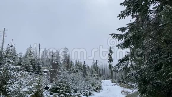 冬季山区有枯树和积雪是阿尔兹森林景观区奥尔德蒂希视频的预览图