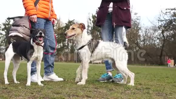 攻击性的雌性狗攻击一只年轻的雄性狗宠物和他们的主人在公园散步两个情妇视频的预览图