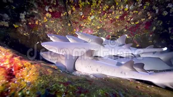 白鳍鲨相互靠近近景视频的预览图