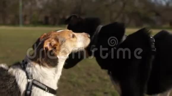 两只狗在公园里散步互相认识互相嗅嗅遛狗与主人宠物散步视频的预览图