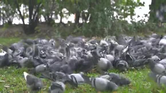 城市公园里有很多疯鸽子视频的预览图