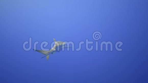 在清澈的蓝色水中的银色鲨鱼近景视频的预览图